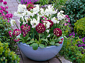 Narcissus 'Nir' syn. 'Paperwhite' (Narzissen), Primula auricula