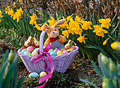 Easter nest in basket in the garden with Easter eggs, Easter bunnies, Narcissus (daffodils)