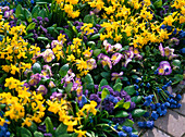 Narcissus 'Tete a Tete' (Daffodils), Viola cornuta 'Etain' (Horned violet)