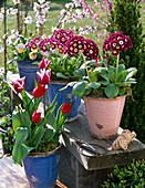 Primula auricula (Garten-Aurikel), Tulipa (Tulpen)