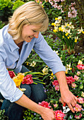 Frau schneidet Tulipa (Tulpen) für Blumenstrauß