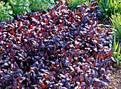 Lysimachia ciliata 'Firecracker' (red-leaved field plant)