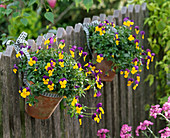 Viola cornuta (Hornveilchen) in Tontöpfen an Gartenzaun gehängt