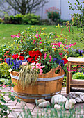 Wooden tub planted with Dicentra spectabilis (Watering Heart)