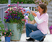 Woman watering Tulipa 'Ballade' (tulips), Erysimum (golden violet), Muscari