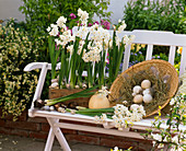 Narcissus 'Nir' syn. 'Paperwhite', straw hat as Easter basket, eggs
