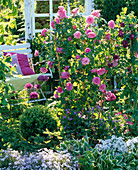 Rosa 'Gertude Jekyll' (English shrub rose), Buxus (boxwood)
