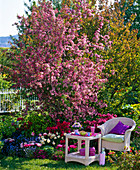 Malus 'Van Eseltine' (ornamental apple), Rhododendron 'Blauws Pink'