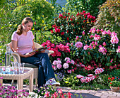 Rhododendron 'Scintillation' and yakushimanum 'Morgenrot' (Dawn)