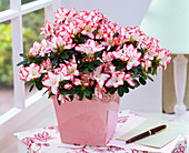 Rhododendron simsii white with red border at the window