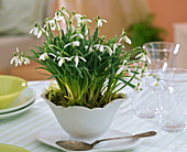 Galanthus nivalis (Snowdrop) in soup tureen