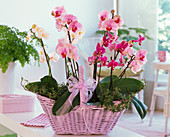 Phalaenopsis (Malayenblumen) in rosa Henkelkorb