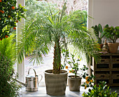 Phoenix roebelenii, citrus in the winter garden