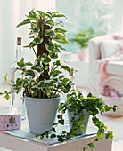 Epipremnum 'Enjoy' (pothos), Ficus pumila (climbing fig)