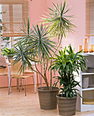 Dracaena (dragon trees) as a room divider in the kitchen