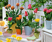 Tulipa 'Orange Princess', 'Couleur Cardinal', 'Matchpoint', 'Princess Irene'