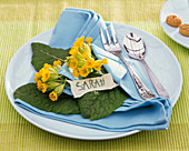 Tischdekoration mit Primula veris (Schlüsselblumen), blauer Stoffserviette