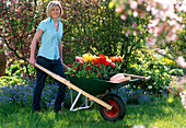 Woman with wheelbarrow, in it different Tulipa (tulip), Bellis