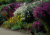 Purple AND White Aster, RUDBECKIA, SOLIDAGO AND PENSTEMON IN A LATE SUMMER BORDER. WATERPERRY GARDENS. OXFORDSHIRE.