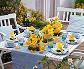 Blue-yellow easter table decoration with daffodil