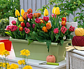 Tulipa 'Orange Princess', 'Matchpoint', 'Golden Horizon'