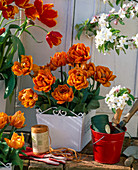 Tulipa 'Orange Princess' (gefüllte Tulpen) in weißen Holzkasten