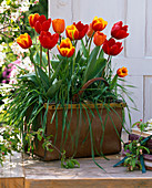 Tulipa 'Kees Nelis' (gelb-rot), 'Couleur Cardinal' (rot) 'Annie Schilder'