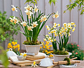 Narcissus 'Kate Heath', 'Avalanche' (Daffodil)