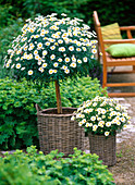 Argyranthemum 'Stella 2000' (Margerite) Stamm