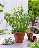 Artemisia dracunculus (Estragon) in Tontopf