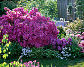 Rhododendron obtusum 'Kermesina' (Japanische Azalee)