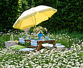 Gedeckter Tisch in Wiese aus Leucanthemum (Frühlingsmargeriten)