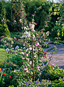Malus (ornamental apple) in a bed with perennials and spring flowers