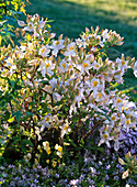 Rhododendron 'Daviesii' (Garten-Azalee)