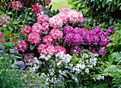 Rhododendron 'Alfred' 'Tina Heinje' 'Silberwolke' (Alpenrosen)