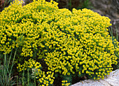 Euphorbia cyparissias 'Clarice Howard' (Cypress spurge)