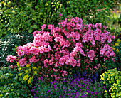 Rhododendron 'Blaauw's Pink' (Japanese azalea), Aubrieta