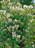 Lonicera caprifolium (Honeysuckle)