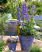 Delphinium Magic Fountain 'Blue' (delphinium)