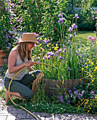 Woman filling barrel with iris sibirica, laevigata and pseudacorus