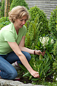 Woman picking Convallaria majalis (lily of the valley)