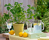 Fruiting herbs: Salvia (lemon sage), pitcher with lemon water and glasses