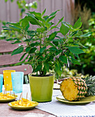 Fruiting herbs: Salvia rutilans (pineapple sage)