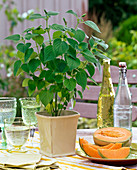 Fruit herbs: Salvia elegans (honey melon sage)