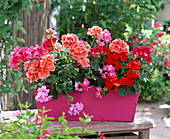 Geraniums are impinging on wooden flower box