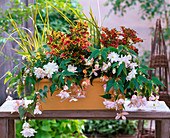 Begonia Belleconia 'White' 'Peach' (Hängebegonien)