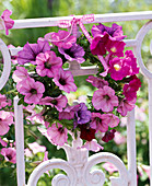 Wreath made of petunia on balcony railing