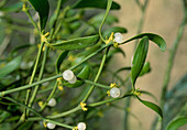Viscum album (white mistletoe), branches with berries
