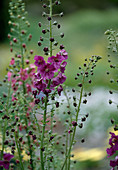 Verbascum phoeniceum (Purple mullein)
