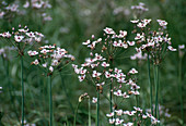 Butomus umbellatus (Doldige Schwanenblume, Blumenbinse)